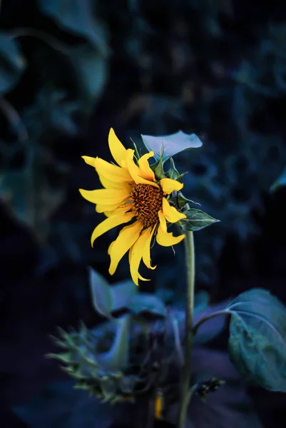 Solros Natur Sommar Gul — Stockfoto