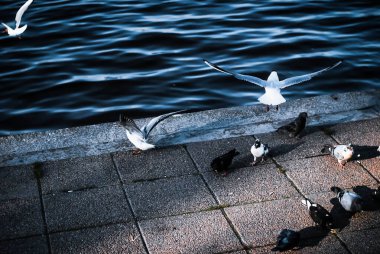 Nehir, kuşlar, nehir kenarı, şehir, tekne