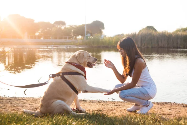 Woman teaching Labrador dog — Stock Photo, Image