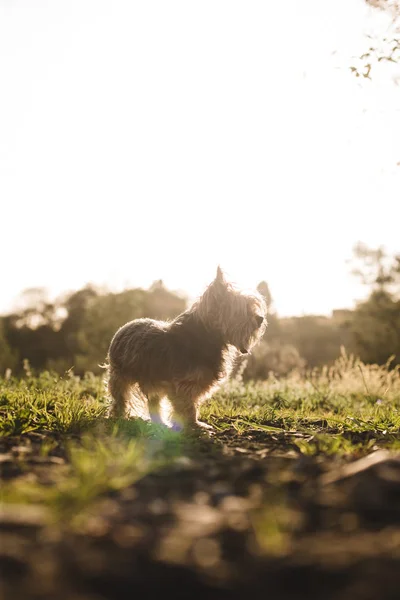 Small dog on grass — Stock Photo, Image