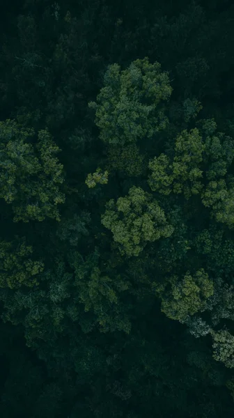 Pohon Hijau Hutan Pandangan Dari Atas — Stok Foto