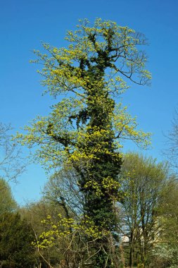 Ivy ile ağacı