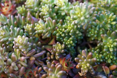 taş bahçe bitkiler