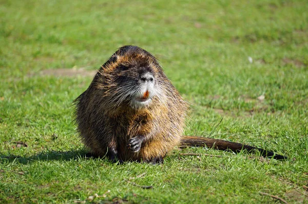 Nutria in the nature outdoors — Stock Photo, Image