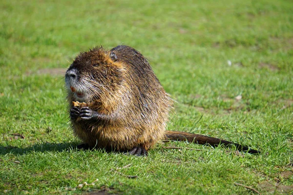 Nutria in the nature outdoors — Stock Photo, Image