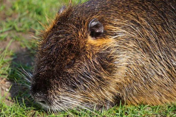 Nutrie v přírodě venku — Stock fotografie