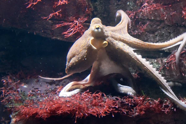 Oktopus um Korallen — Fotografia de Stock