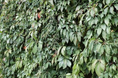 duvarda yabani şarap