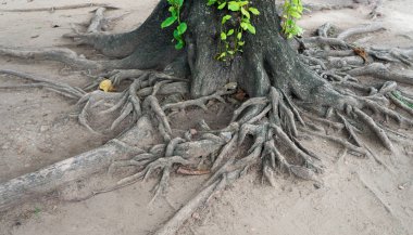 Gidiş-dönüş Tayland Temmuz 2017 - Ayutthaya - Wat Maha olduğunu