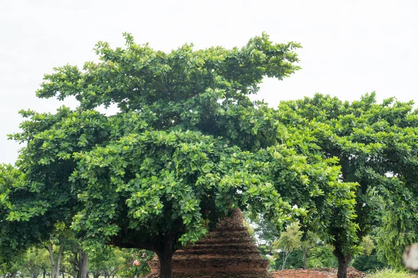 Round trip thailand july 2017 - Ayutthaya - Wat Phra Sri Sanpet — Stock Photo, Image