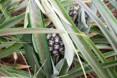 Gidiş-dönüş Tayland Temmuz 2017 - Maechae alanında ananas
