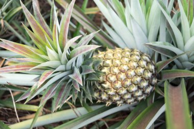 Gidiş-dönüş Tayland Temmuz 2017 - Maechae alanında ananas