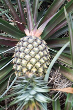 Gidiş-dönüş Tayland Temmuz 2017 - Maechae alanında ananas