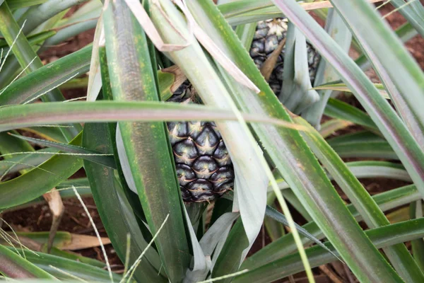 Gidiş-dönüş Tayland Temmuz 2017 - Maechae alanında ananas