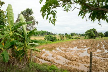 Gidiş-dönüş Tayland Temmuz 2017 - Chiang Rai, Akha yarış doğada