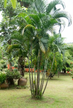 Yungkhao bahçede için ziyaret edin