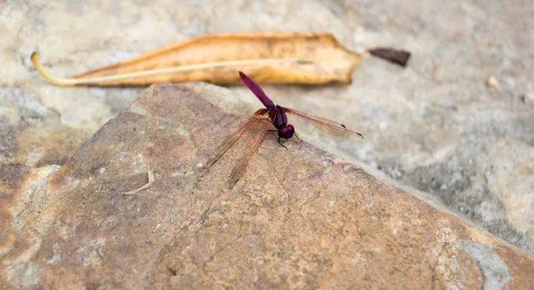 Libelle an der heißen Quelle in Tauweesin chiang rai — Stockfoto