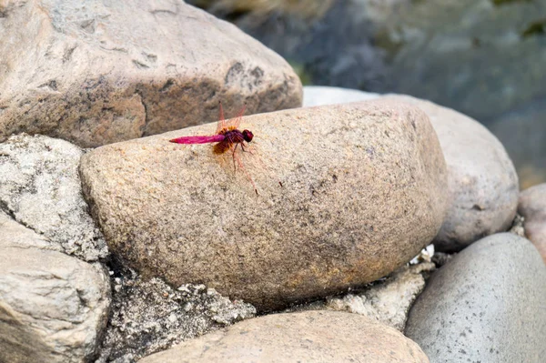 Libélula en las aguas termales de Thaweesin Chiang Rai — Foto de Stock