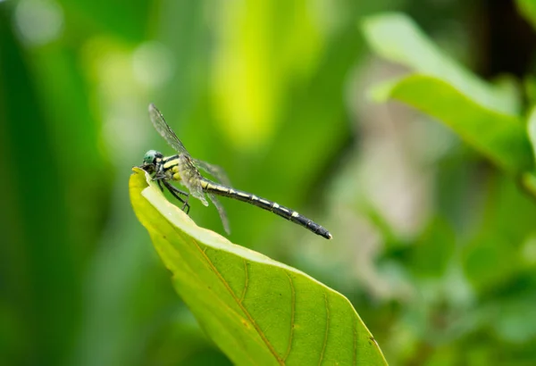 Libélula, árboles y plantas en Doi Saket en Tailandia — Foto de Stock