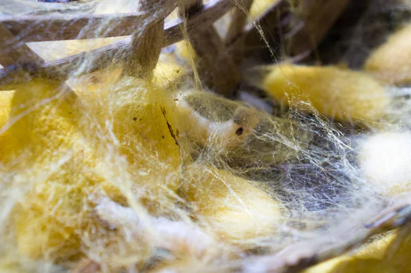 silk worms in San Kampheng