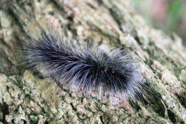 Gidiş-dönüş Tayland Temmuz 2017 - Mae Rim Chiang Mai - Sai Nam Phu