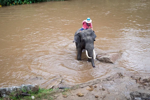 Maetaeng Elephant Park - купающийся слон в реке Мэ Тэнг — стоковое фото