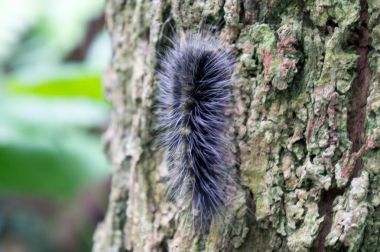 Gidiş-dönüş Tayland Temmuz 2017 - Mae Rim Chiang Mai - Sai Nam Phu