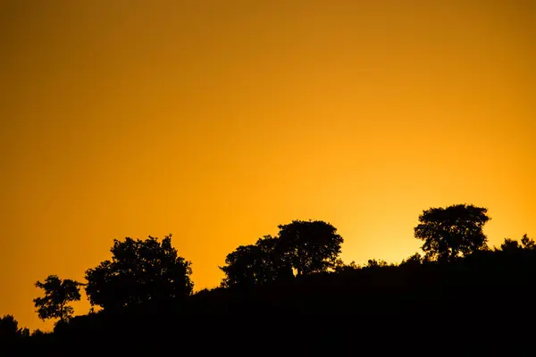 Profilo di alberi al tramonto , parco nazionale dell'alta Murgia , Puglia ,Italia — Stockfoto