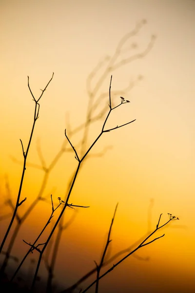 Profilo di erbe al tramonto, parco nazionale dell 'alta Murgia, Puglia, Italia — стоковое фото