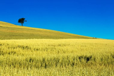 wheatf alanında tipik ağaç bahar basilicata manzara