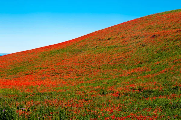 Typische lente basilicata landschap — Stockfoto