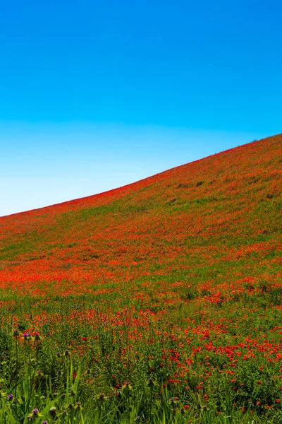 典型的な春バジリカータ州を風景します。 — ストック写真