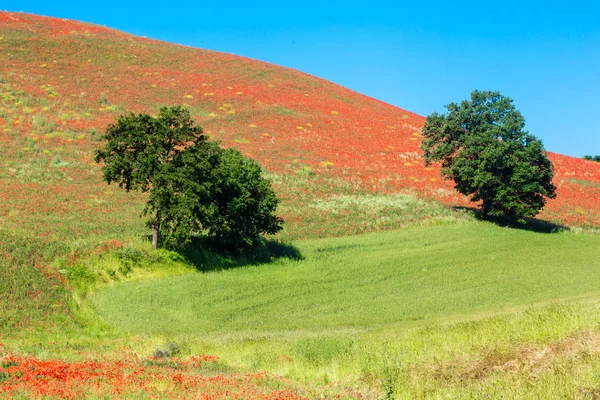 Paisaje típico basilicata primavera — Foto de Stock