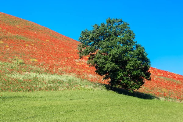 Typowy wiosenny basilicata krajobraz — Zdjęcie stockowe