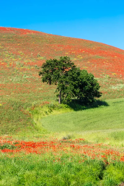 Paisagem típica basilicata primavera — Fotografia de Stock