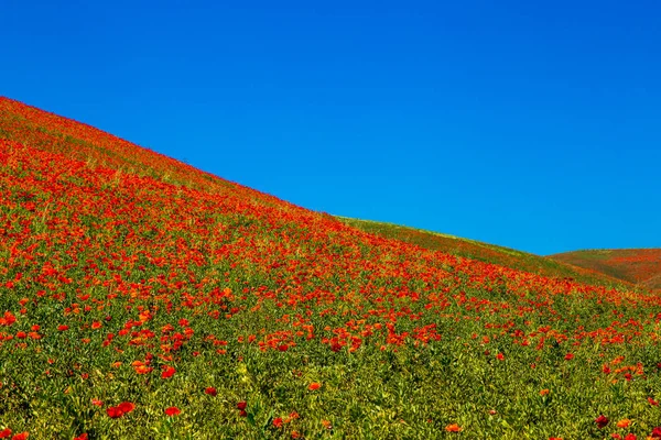 Typische lente basilicata landschap — Stockfoto