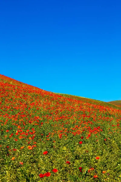 Typische lente basilicata landschap — Stockfoto