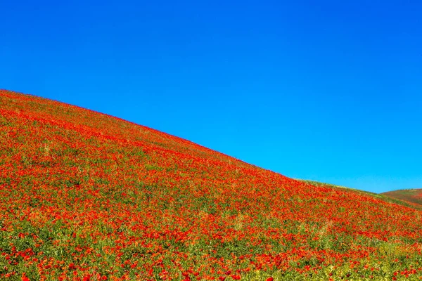 Typische lente basilicata landschap — Stockfoto