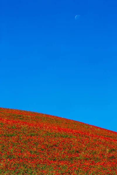 Typische lente basilicata landschap — Stockfoto