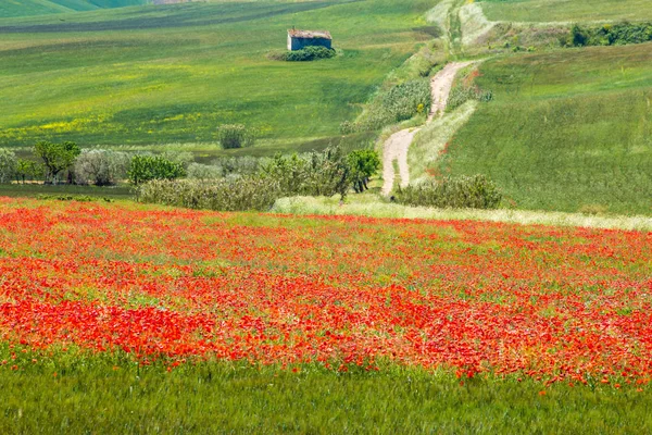 Typowy wiosenny basilicata krajobraz — Zdjęcie stockowe