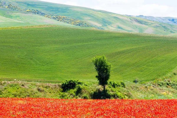 Typowy wiosenny basilicata krajobraz — Zdjęcie stockowe