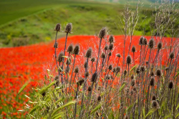 Typische lente basilicata landschap — Stockfoto