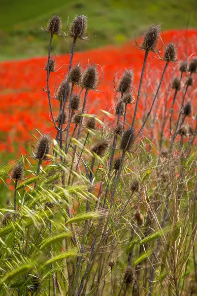 Typische lente basilicata landschap — Stockfoto