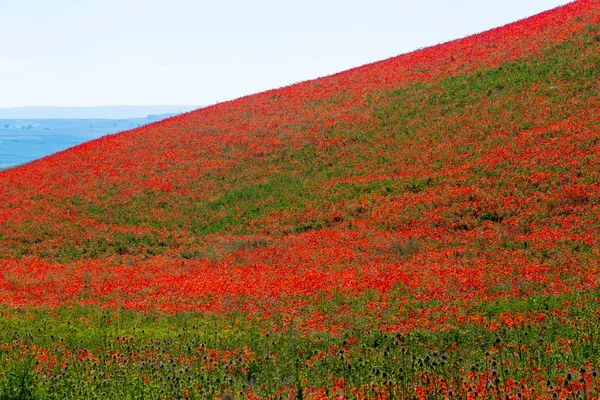 Typische lente basilicata landschap — Stockfoto