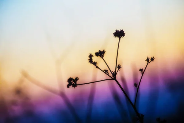 Vegetatie bij zonsondergang in een glooiende helling van het nationaal park-o — Stockfoto