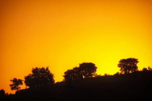 Vegetation bei Sonnenuntergang in einem abfallenden Hang des Nationalparks o — Stockfoto