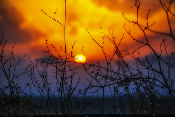 Vegetation bei Sonnenuntergang in einem abfallenden Hang des Nationalparks o — Stockfoto
