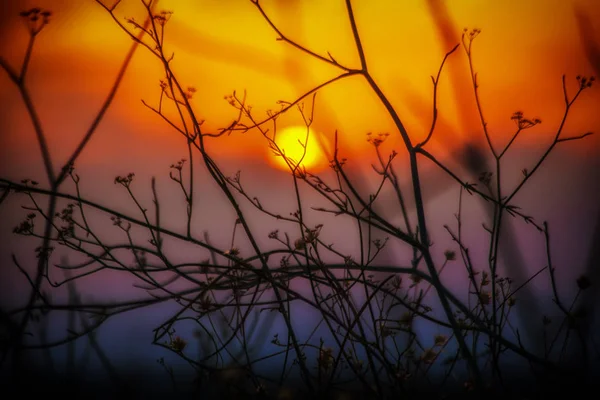 Vegetatie bij zonsondergang in een glooiende helling van het nationaal park-o — Stockfoto