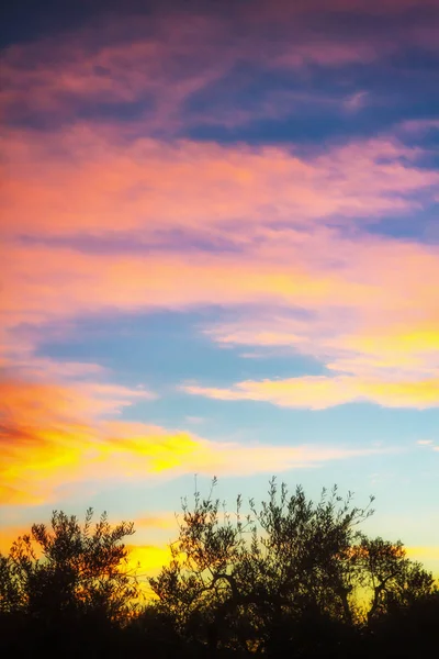 Vegetazione al tramonto in pendenza del parco nazionale o — Foto Stock