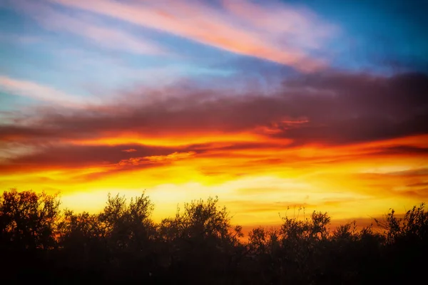 Vegetatie bij zonsondergang in een glooiende helling van het nationaal park-o — Stockfoto